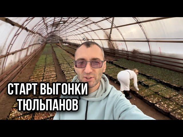 Старт выгонки тюльпанов.