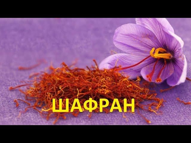 Шафран | Что это такое? Его польза и вред.