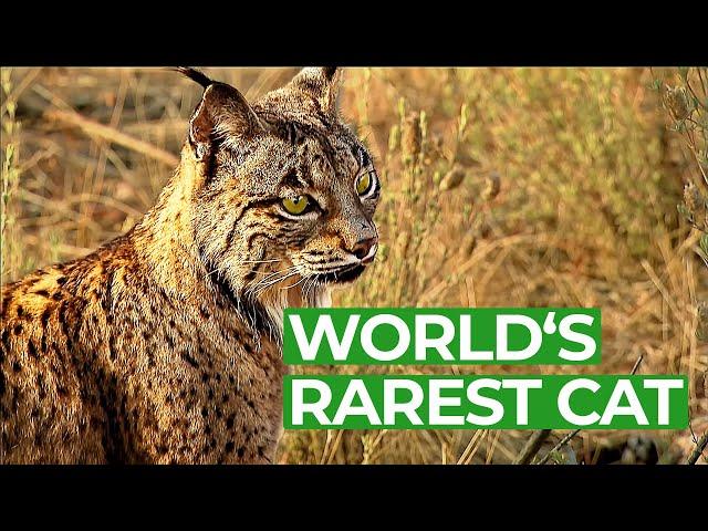 Iberian Lynx - Back From the Brink of Extinction | Free Documentary Nature