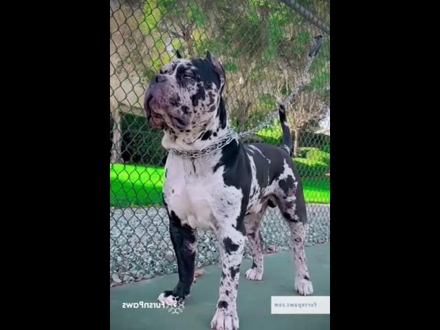 Pitbull# lover,s #ki shorts #videos #lover shorts# videos animals pitbull