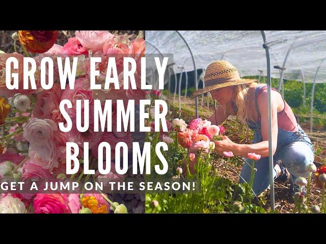 Get early summer blooms with these flowers in the cutting garden!