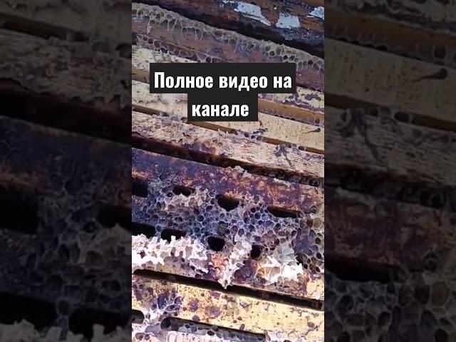 Почему погибла семья пчёл #short #shortvideo #vlogger #vlog #bees #пчеловодство #пчелы