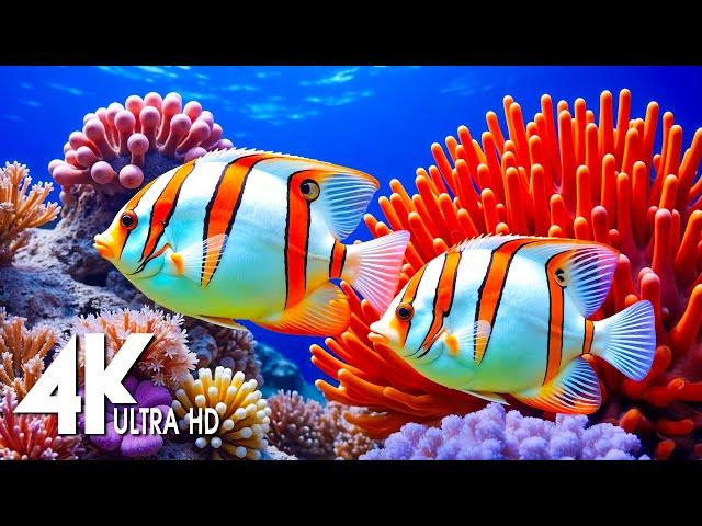 The Best 4K UHD Underwater Bliss  Stunning Marine Life & Coral Reef With Relaxing Music