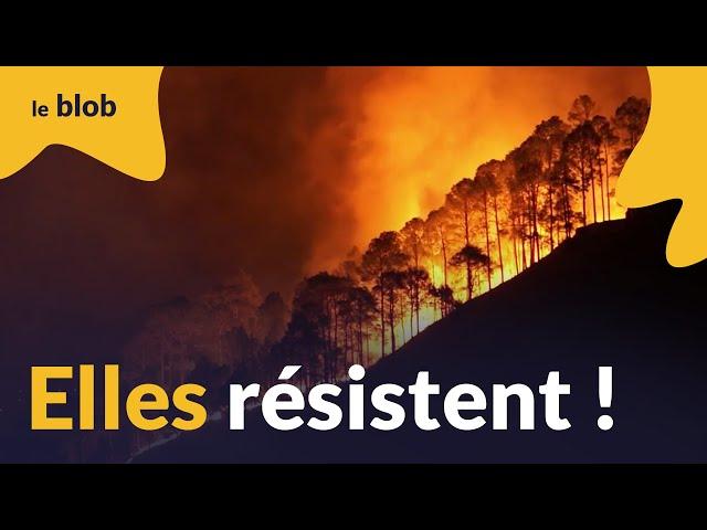 Comment les forêts s'adaptent face aux incendies à répétition ? | Reportage