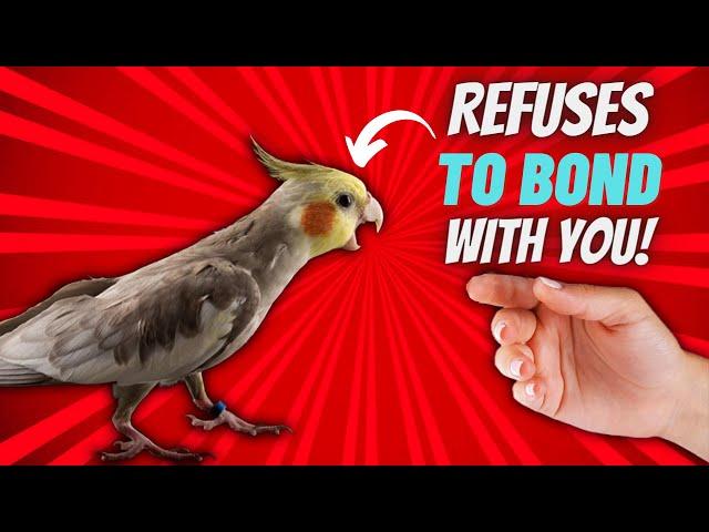 5 TIPS ON WHAT TO DO IF YOUR BIRD REFUSES TO BOND WITH YOU