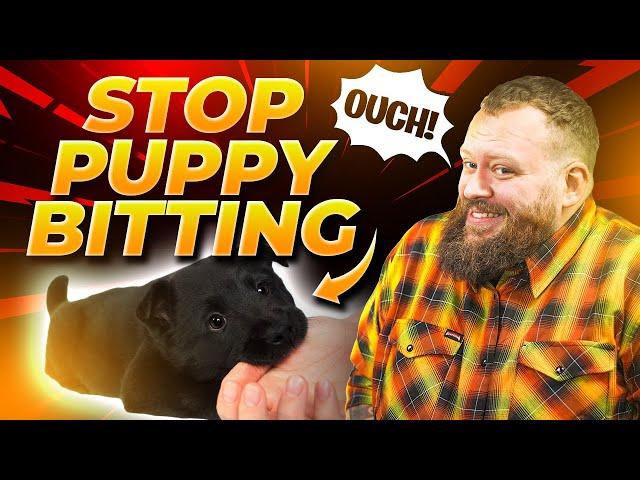 STOP PUPPY BITING NOW! Easy Training To Stop Puppy Biting