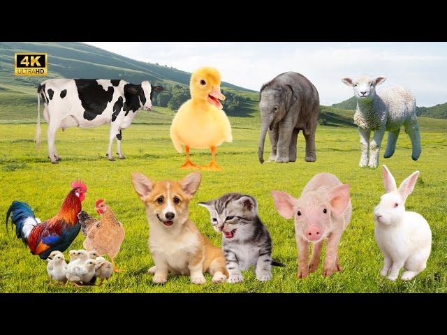 Giai Điệu Nông Trại Thư Giãn. Âm Thanh Dễ Thương Của Bò, Cừu, Gà, Vịt, Lợn & Bạn Thân Thiên Nhiên
