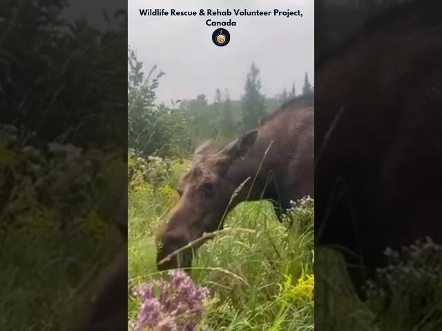 Ella the moose loves her greens!