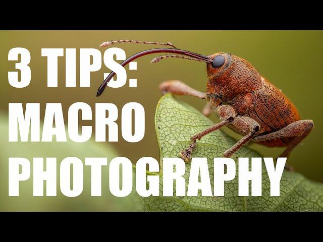 3 Tips to take Your Macro Photography to the Next Level