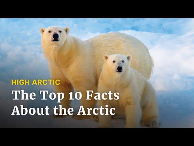 Top of the World: 10 Facts About the Arctic