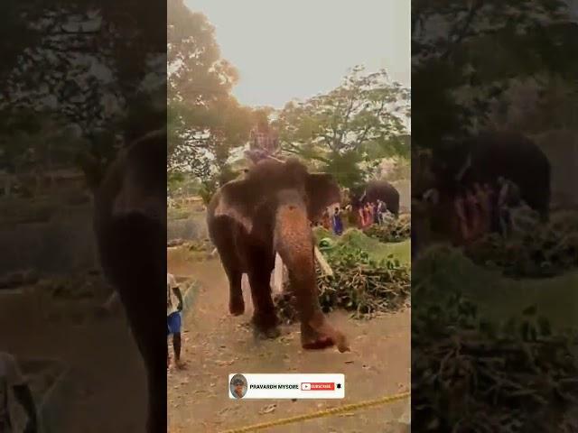 Elephant Shorts ll Dasara 2023 Mysore l Arjuna at Aranya Bhavana Ashokapuram Mysore ll RIP Arjuna 