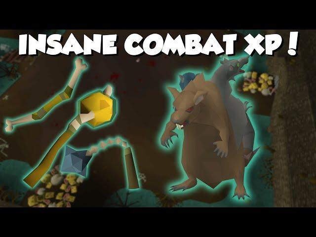 Scurrius, The Rat Boss is INSANE XP! - OSRS Guide/Info