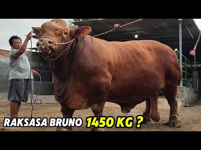 RAKSASA BRUNO SIAP LAWAN SAPI JUARA ROSSI DAN JOKERAkankah Lahir Juara Baru Kelas Extrem