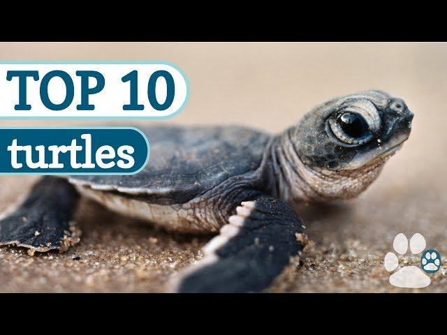 Top 10 Cutest Turtles