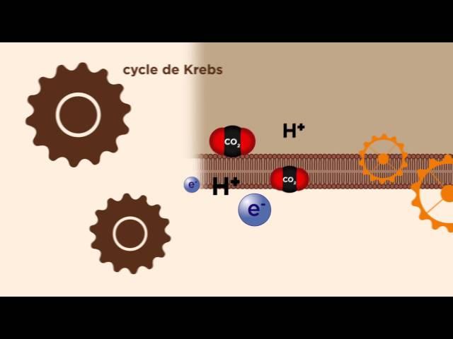 MOOC côté cours : La mitochondrie : production d'énergie