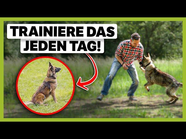 6 Übungen die du JEDEN TAG mit deinem Hund machen solltest!