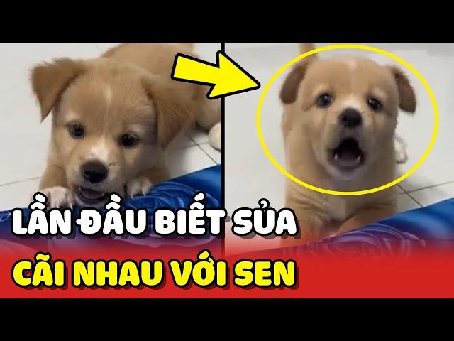 Cún con lần đầu BIẾT SỦA đã CÃI TAY ĐÔI với con Sen  | Yêu Lu