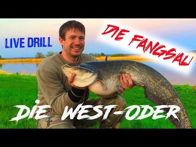 Angeln auf Wels und Zander an der West-Oder / Live Drill / Die Fangsau