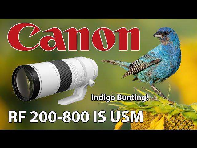 Canon RF 200-800 Indigo Bunting Sunflower Bird Photography R6 Mark II