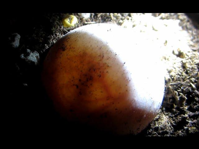 Amazing footage of turtle moving inside egg