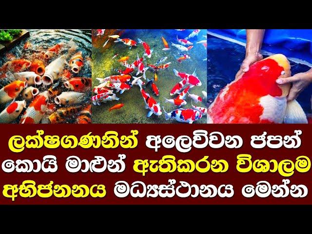 ලක්ෂ ගණනට අලෙවි වන කොයි මත්ස්‍යයින් මෙන්න / Koi Fish / Koi Crap Fish Breed