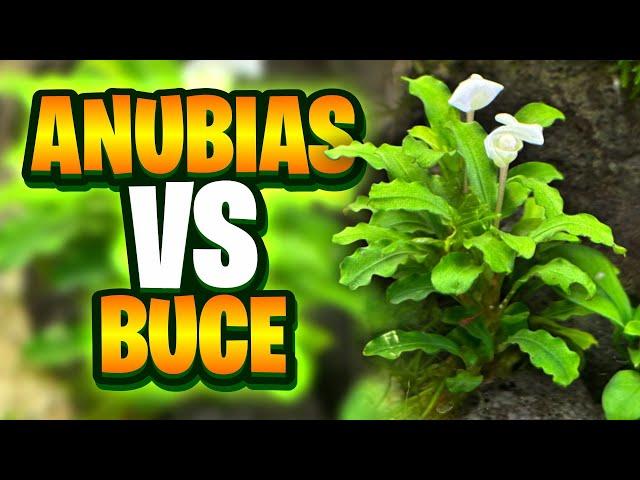 Anubias Vs Bucephalandra - Whats The Best Option For Your Planted Aquarium?