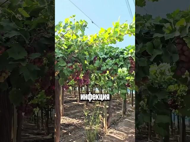  Первая обработка ВИНОГРАДА весной #дача #сад #огород