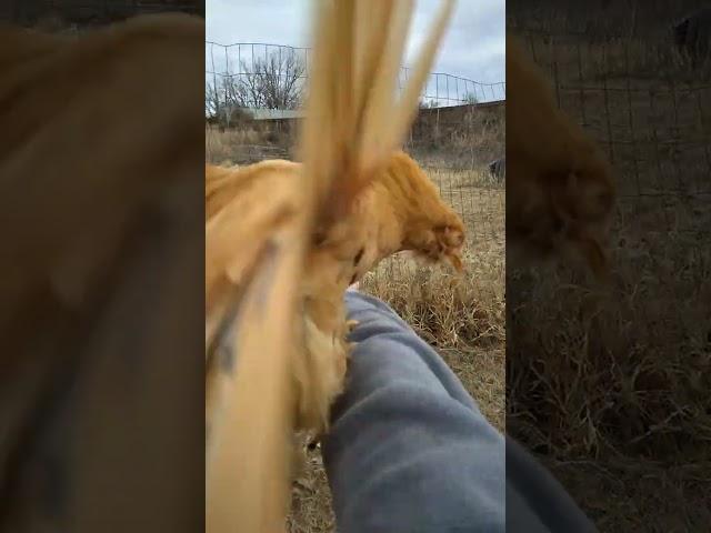 Determined and Impressive Chicken