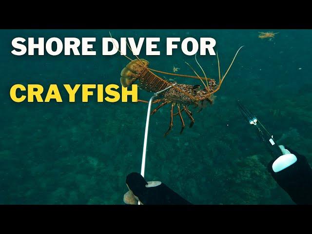 PERTH Shore Dive for CRAYFISH