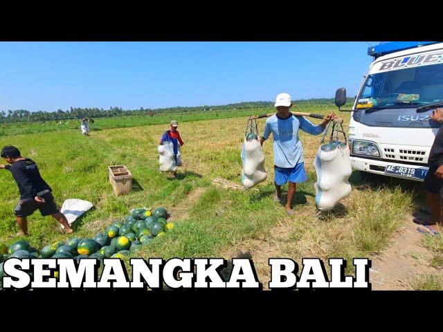 Blusukan sawah NEGARA | truk isuzu elf bluesky