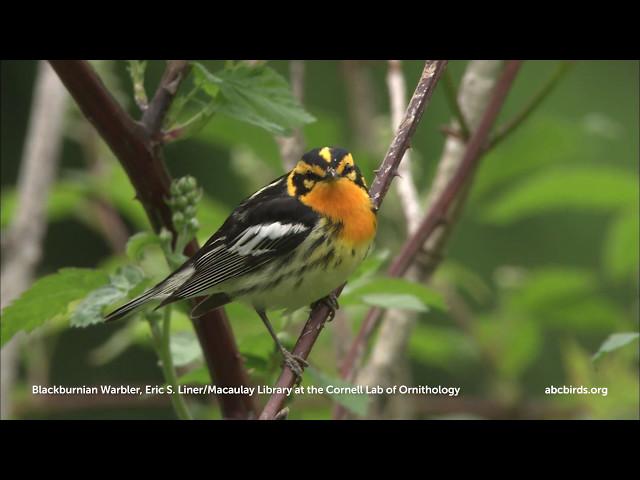 Blackburnian Warbler