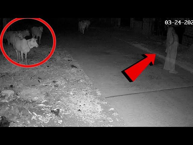 Cow Saw A Ghost Watch What Happen Next? CCTV Video