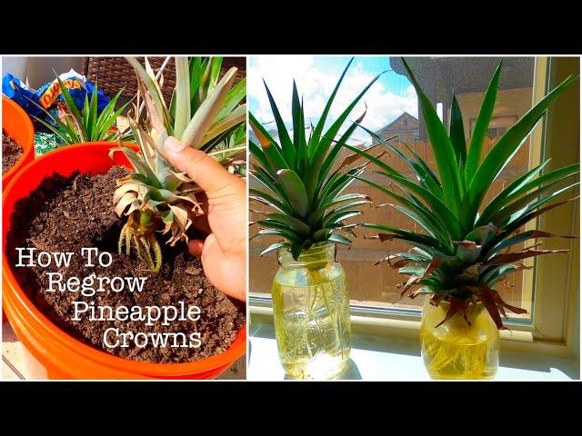 How To Regrow Pineapple Crowns