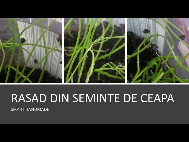 Am sadit semintele  de la floarea de  ceapa galbena din cultura de anul trecut  Iplanted onionseeds