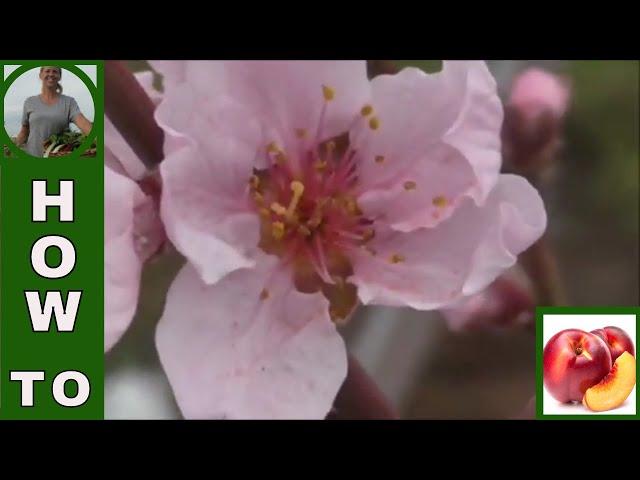 How to hand pollinate fruit trees