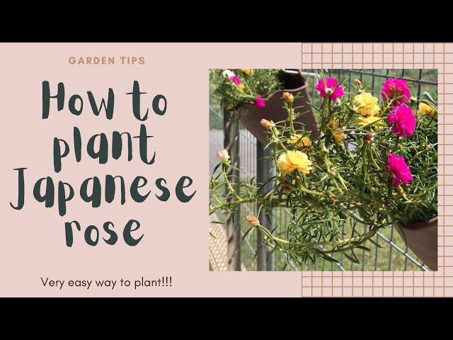 HOW TO PLANT JAPANESE ROSE: easy way for beginners