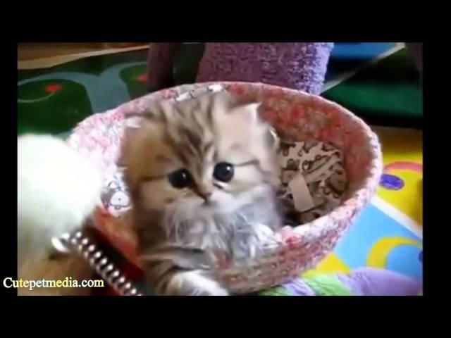 CUTENESS OVERLOAD  Animal Cuteness Overload Compilation (HD) [Funny Pets]