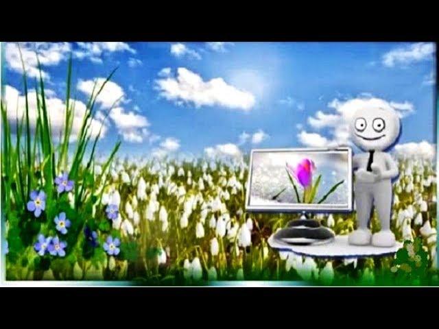 Весенний Первоцвет Первые  Весенние  Цветы Красивое видео про весну
