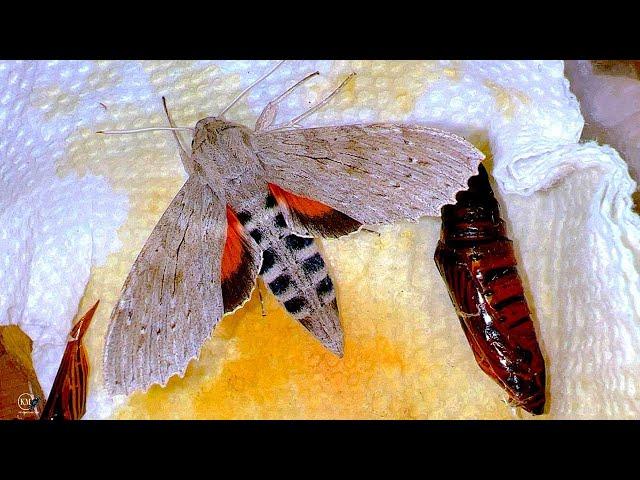 METAMORPHOSIS - SPHINX MOTH EMERGES FROM PUPA   WHY IS IT HALF NORMAL SIZE?
