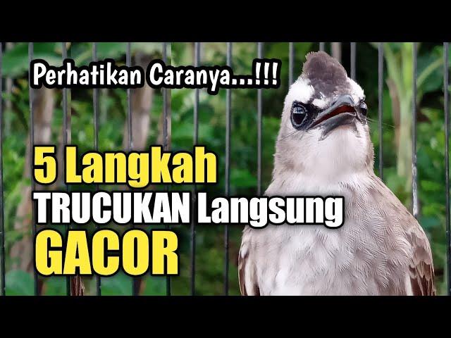 Lakukan 5 Langkah ini biar TRUCUKAN cepat Adaptasi dan langsung GACOR