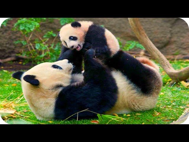 Панды! Смешные и Милые! Funny Panda / Забавная Видео Подборка /