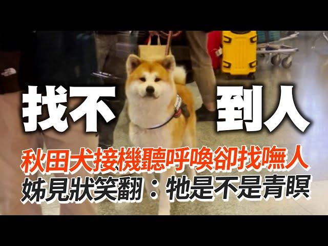 秋田犬接機！聽呼喚「青瞑」　姊目睹笑翻｜寵物動物｜呆萌｜狗狗｜精選影片