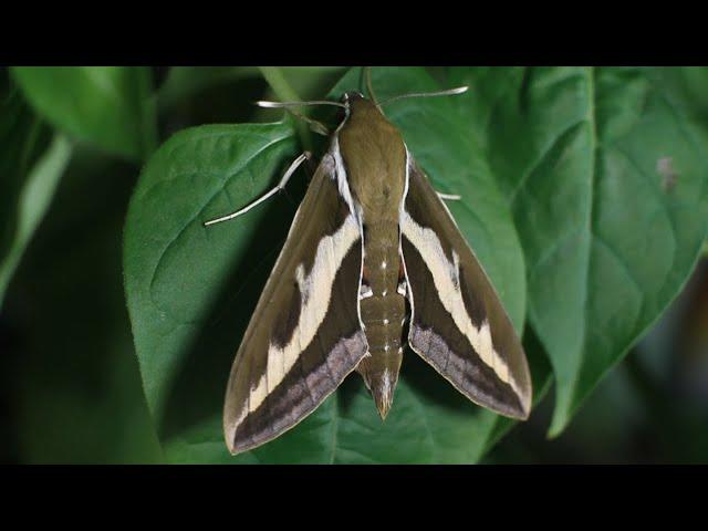 Бражник подмаренниковый / Hyles gallii / Bedstraw hawk-moth / Galium sphinx