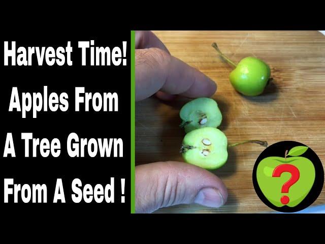 Apple Harvest From 33 Month Apple Tree Grown From Seed