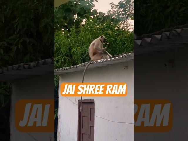 Bolo jai shree ram #ramayan #hindu #youtubeshorts #youtube #india #shorts #viral #feed