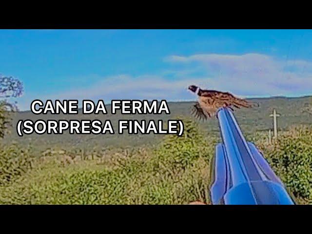 Caccia con cane da ferma | Prime ferme