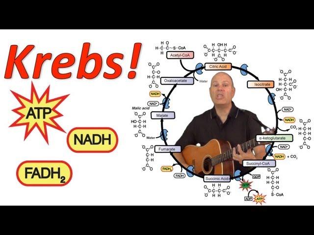 Krebs! (Mr. W's Krebs Cycle Song).