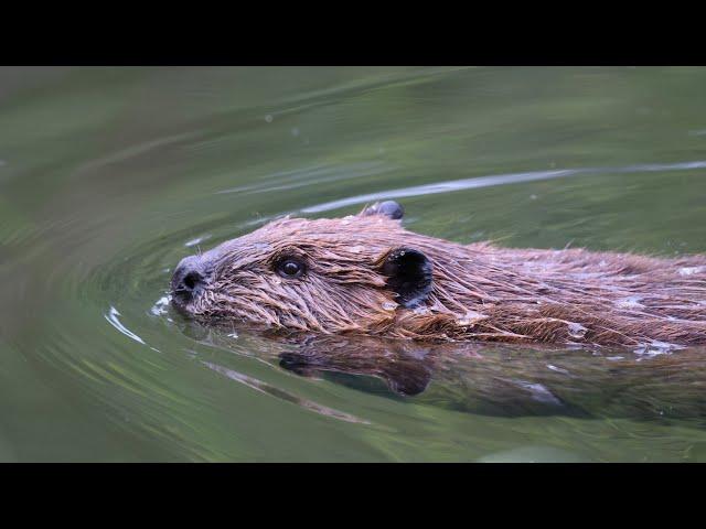 Close Encounters with Beavers at Chena Hot Springs Resort