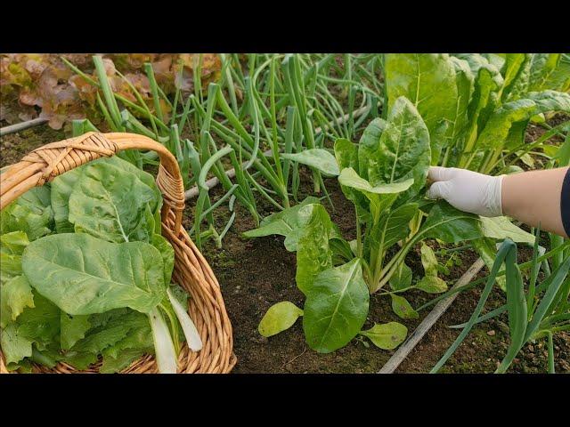 Do it like this and you'll have chard all year round - little growing secrets