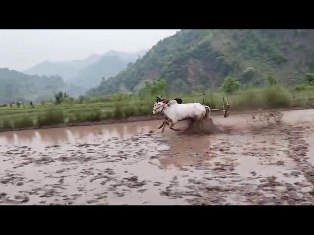 new top ox race at jamola  #ox  #ox #oxlover #bullrace #bull